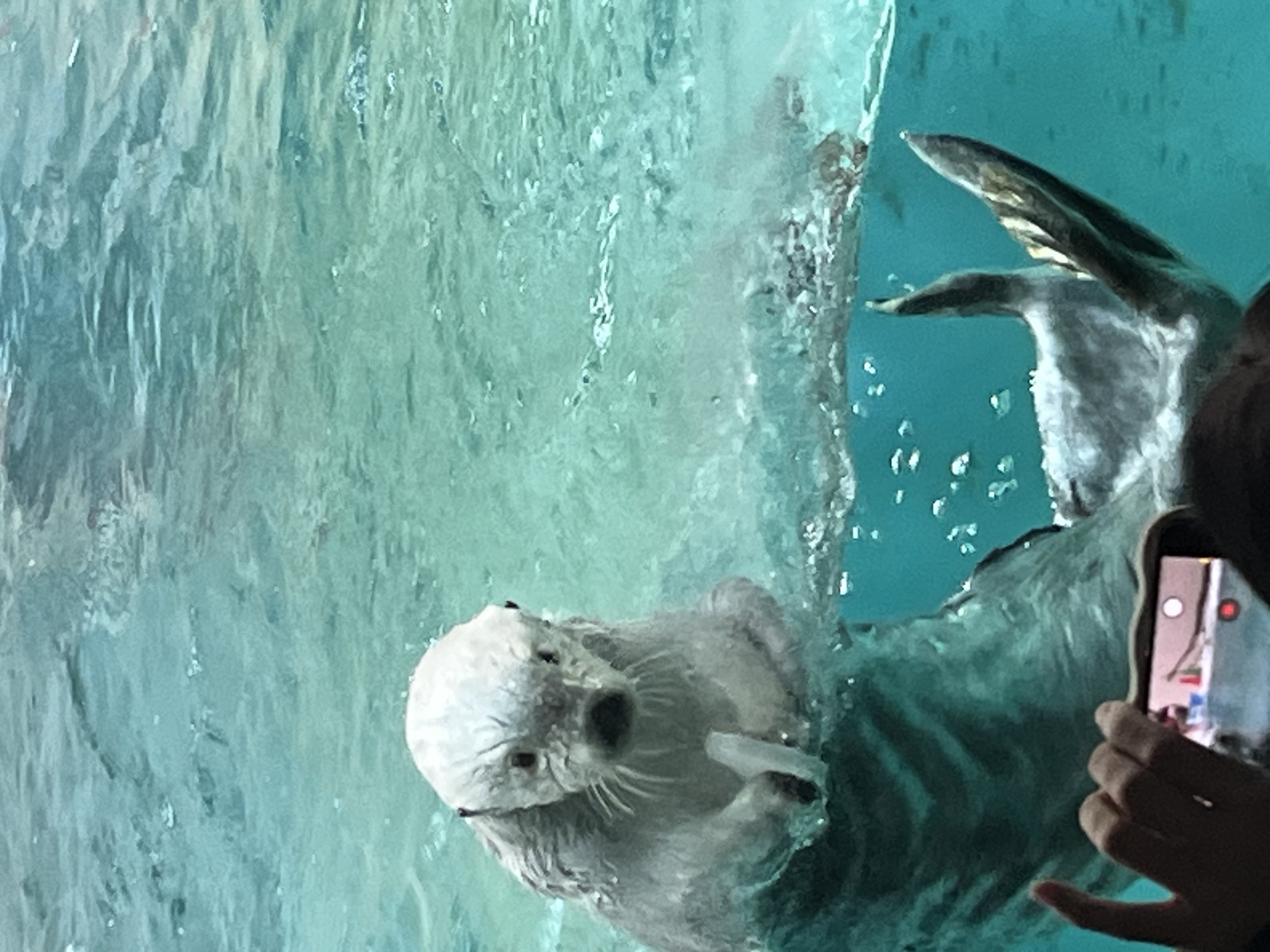 鳥羽水族館のラッコ