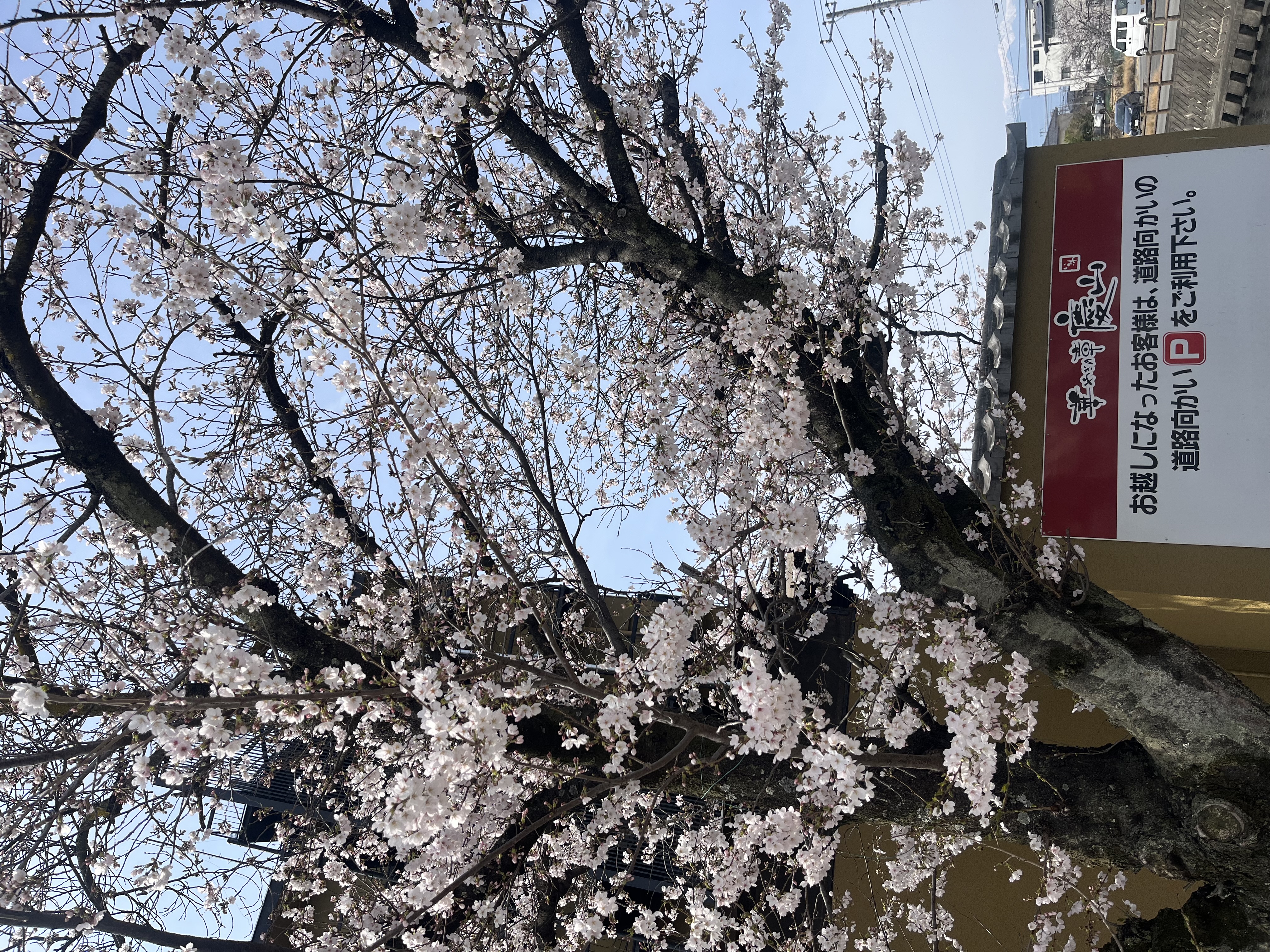3月なのに満開の桜
