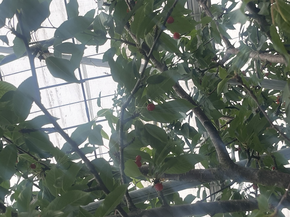 さくらんぼ農園・木になる佐藤錦