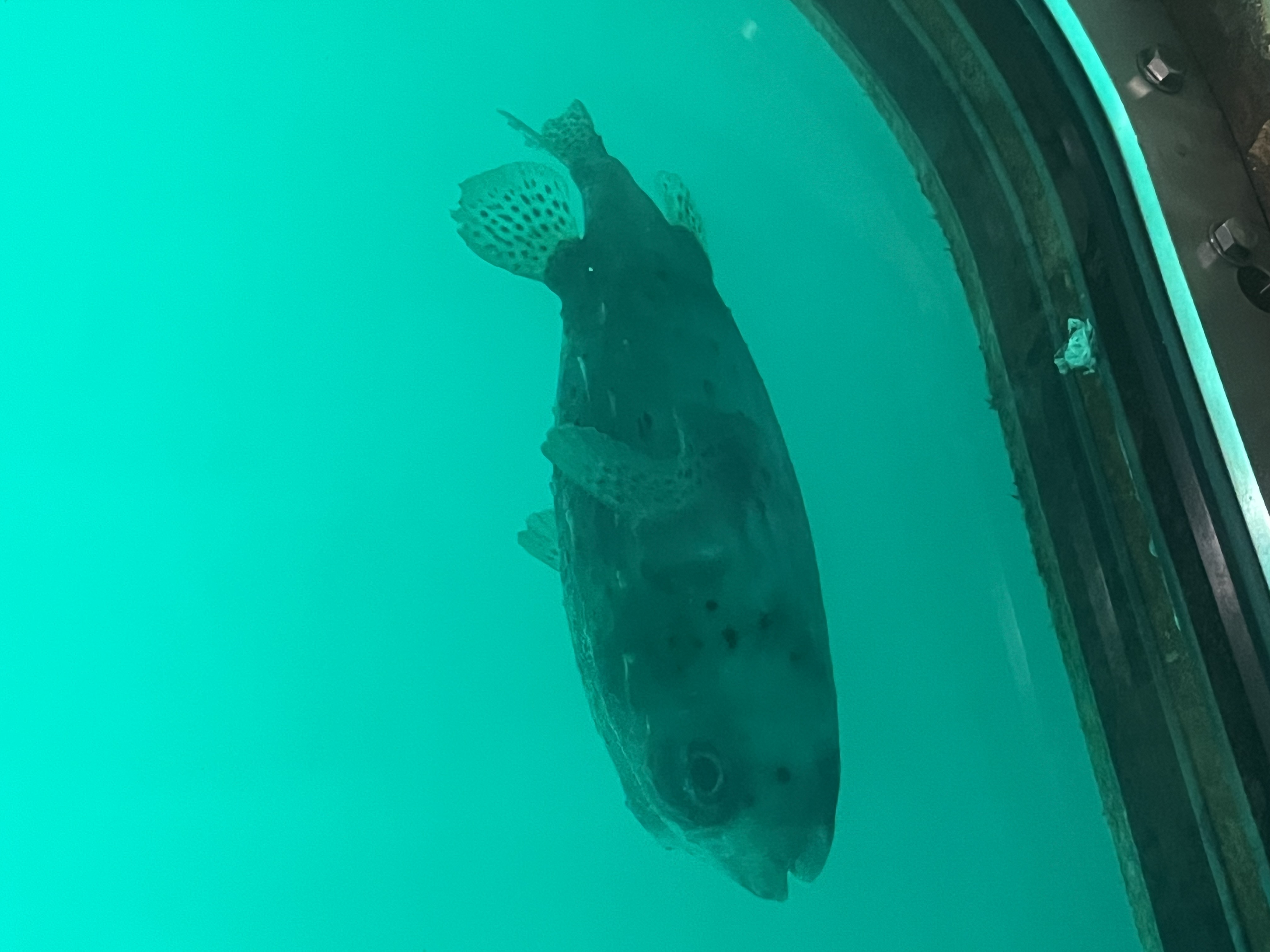 展望塔から見えたお魚